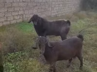 Cabra, Cabras — foto 2