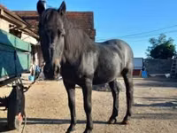 Horse (M), Horses — photo 2