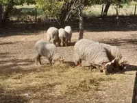 Schaf, Racka sheep — Foto 3