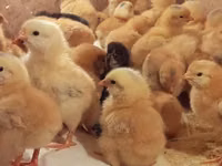 Chickens — الصورة 3
