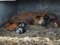 Boar — photo 2