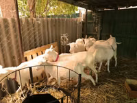 Goats (batch, sex not specified), Pomellata goat — photo 2
