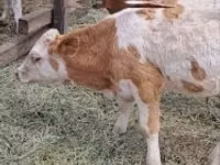 公牛, Simmental cattle — 照片 4
