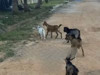 Cabras (lote, sexo no especificado), Cabras — foto 1
