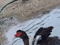 Geese — 照片 5