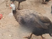 रॉयल पर्पल — फ़ोटो 6