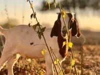 Ziegenbock, Boer goat — Foto 2