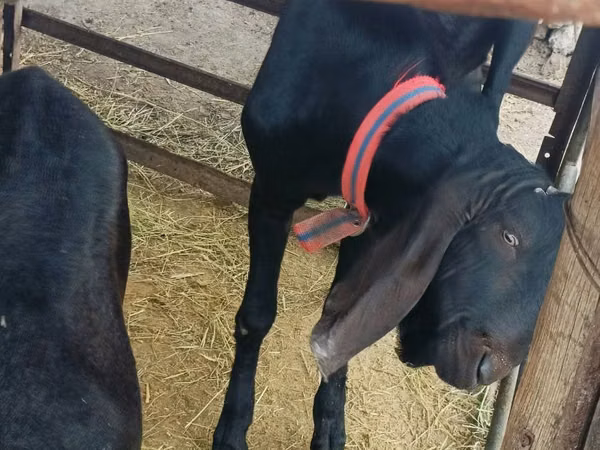 Ziegenbock, Kamori goats