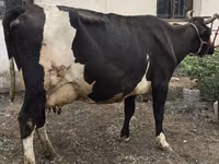 بقرة, Russian Black pied cattle — الصورة 8