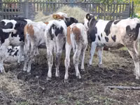 गाय, Simmental cattle — फ़ोटो 3