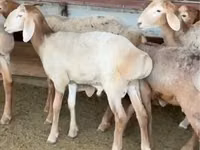 मेढ़ा, Arashan sheep — फ़ोटो 2