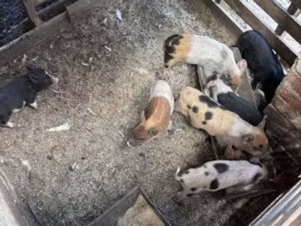 Säue, Schweine