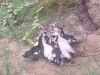 German Pekin — photo 4