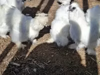 Silkie — photo 7