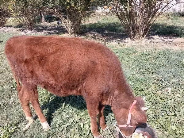 Bovinos (lote, sexo no especificado), Ganado vacuno