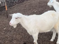 Goat, Goats — photo 5