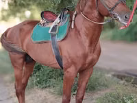 Hengst, Trakehner — Foto 6