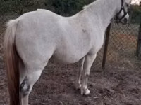 Mare, Horses — photo 2