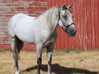 Hengst, Tennessee Walking Horse — Foto 5