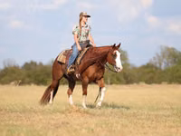 घोड़ा, Quarter Horse — फ़ोटो 3