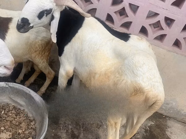 Ram, Sheep — Ghana