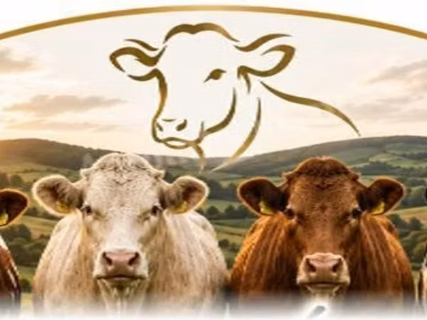 牛只（批次，未指定性别）, Cattle