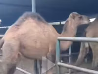 Camellos (lote, sexo no especificado), Camellos — foto 5
