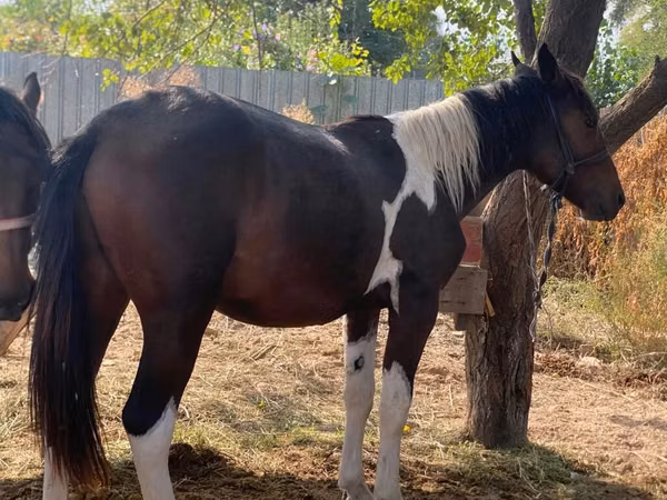 Horse (M), French Trotter