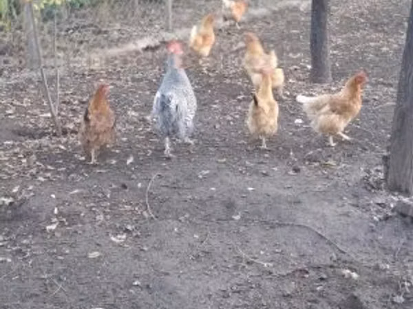 丹麦母鸡