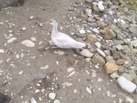 Ducks — الصورة 2