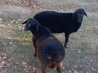 Ram, Sheep — photo 1