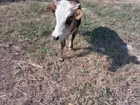 Toro, Ganado vacuno — foto 2