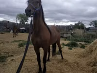 घोड़ा, Standardbred — फ़ोटो 6