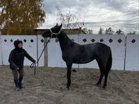 Mare, Friesian — photo 7