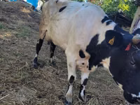 Bulle, Russian Black pied cattle — Foto 1