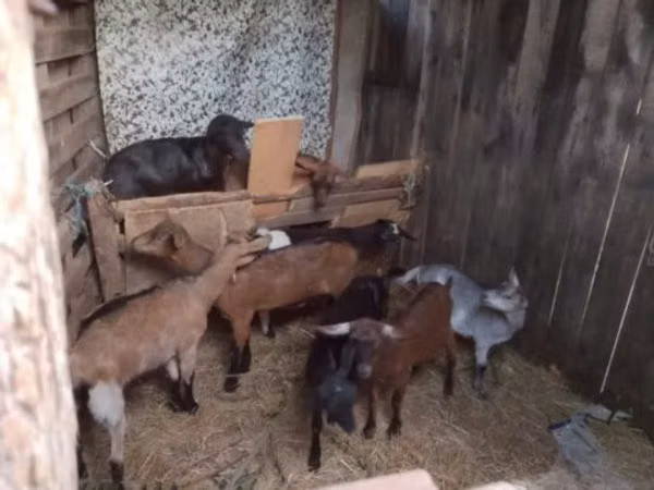 Billy Goat, Goats