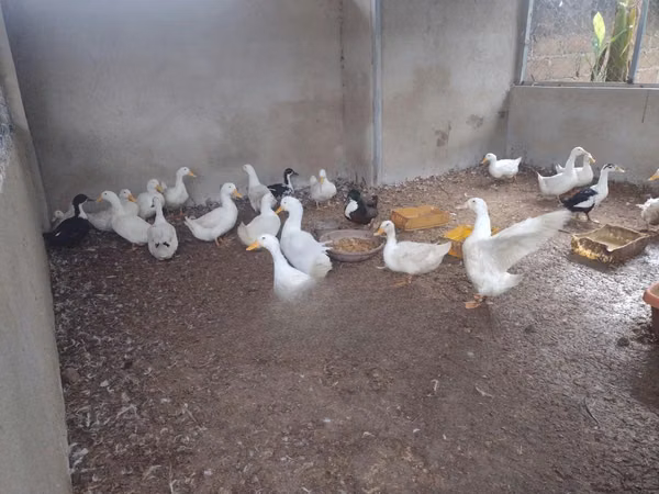 Ducks