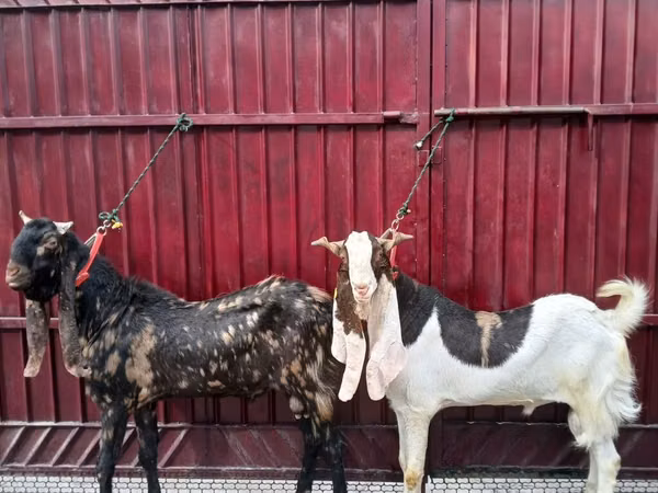 Billy Goat, Kamori goats