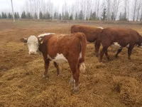 Cow, Holstein breed — photo 5