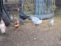Guinea fowl — photo 5