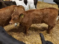 公牛, Limousin cow — 照片 6