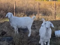 Goats (batch, sex not specified), Goats — photo 1