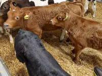 公牛, Limousin cow — 照片 3
