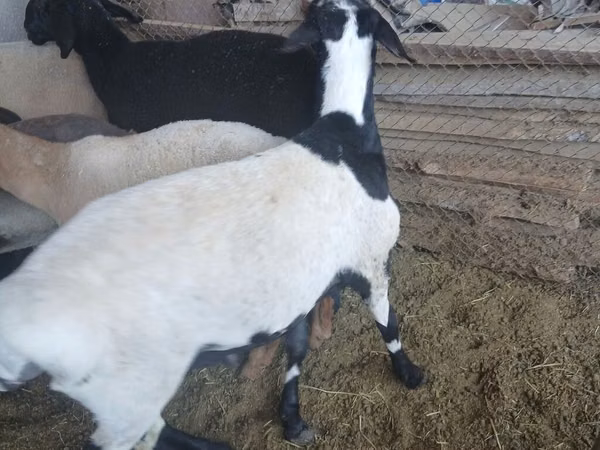 Ram, Rhon sheep