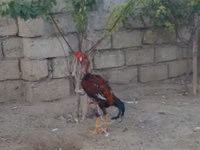 Chickens — फ़ोटो 4