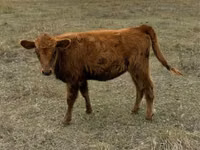 Cow, Cattle — photo 1
