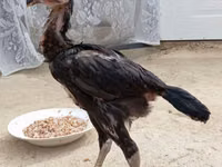 Chickens — Foto 8