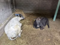 Cow, Swiss cattle — photo 1