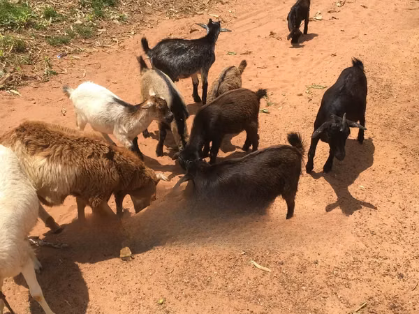 Goats (batch, sex not specified), Goats