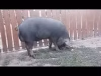 Boar — photo 1